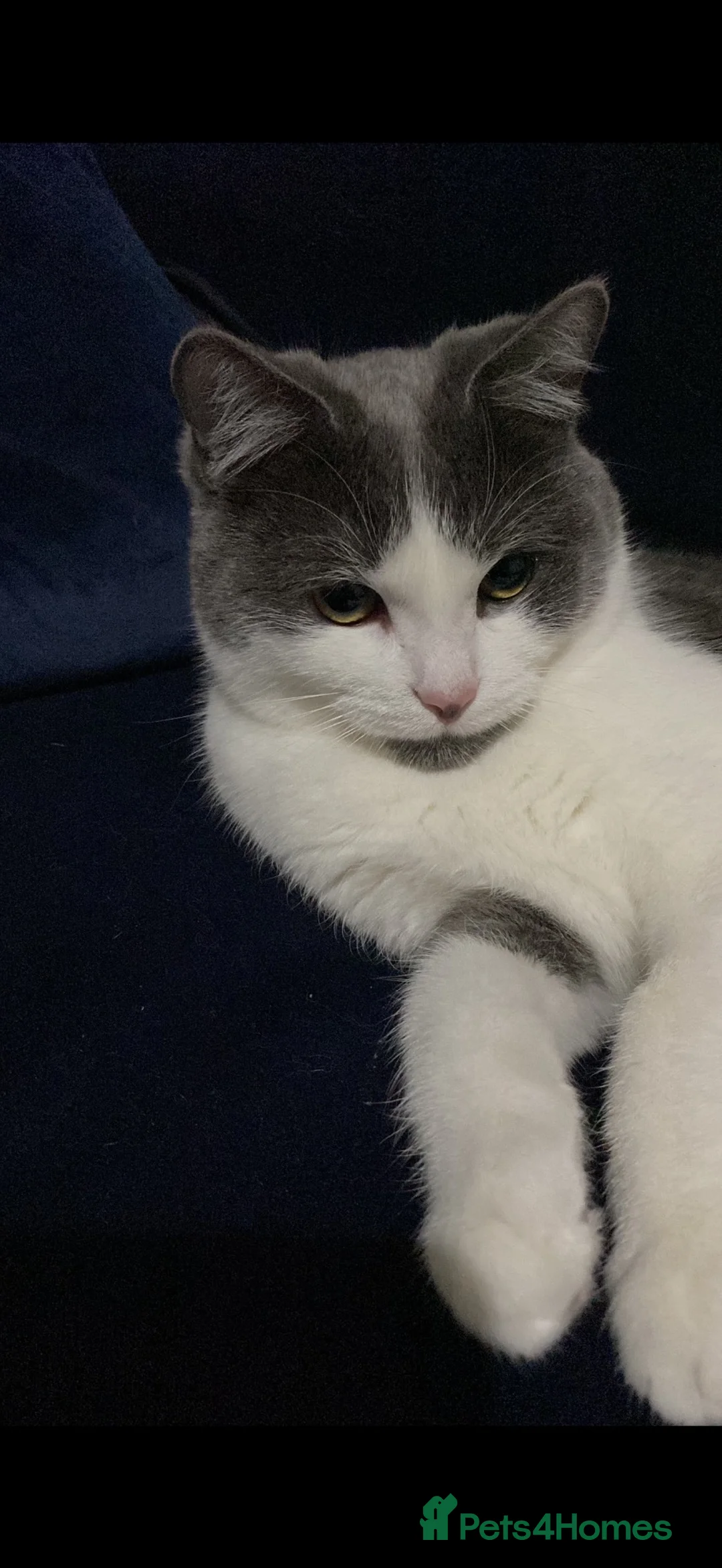 British Shorthair cats for sale: Mother and son cats for sale - Advert 4