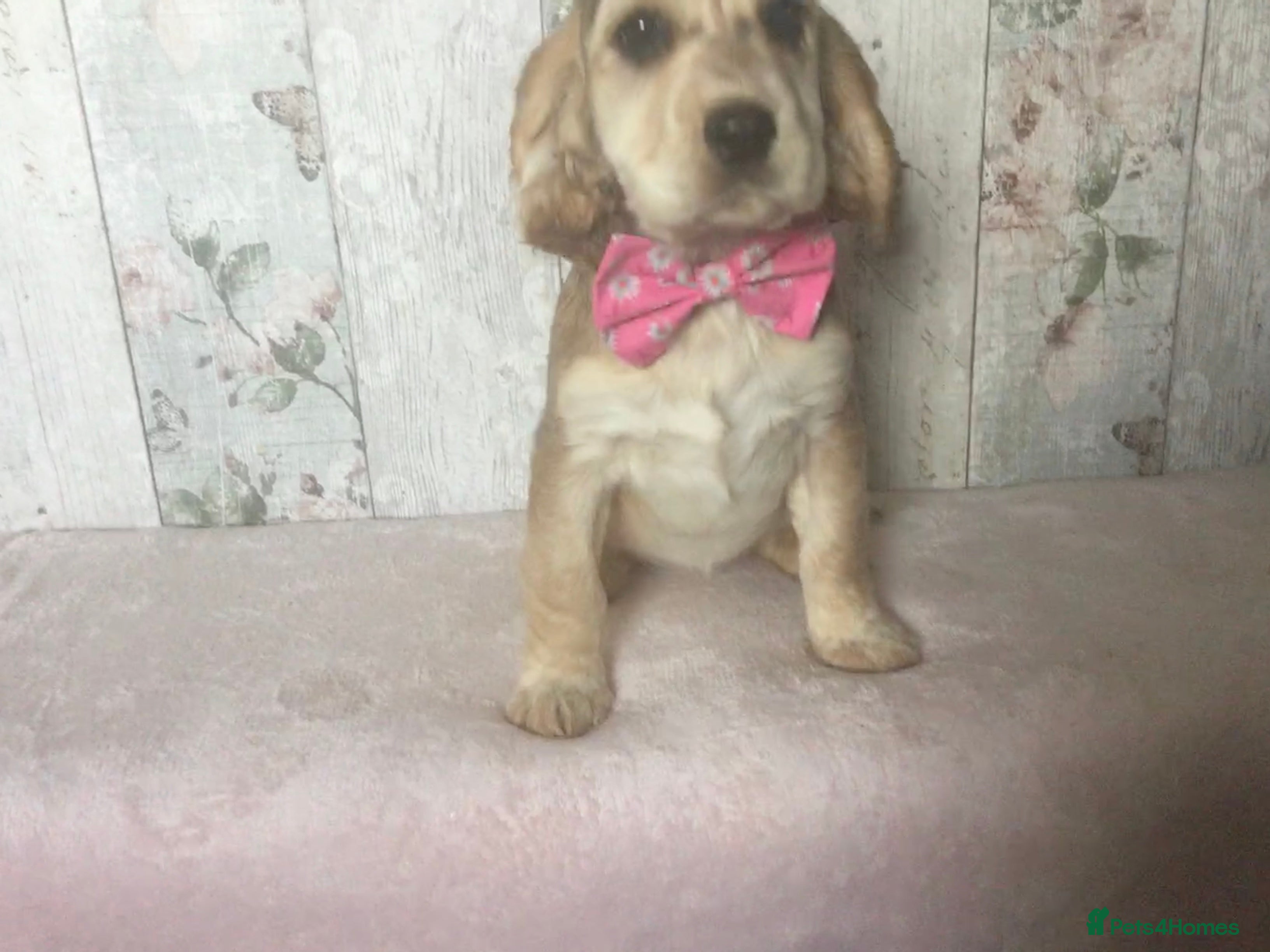 Mixed Breed dogs Adorable/ Social/Confident Cockalier pups - Advert 3