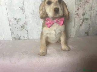 Mixed Breed dogs Adorable/ Social/Confident Cockalier pups - Advert 3