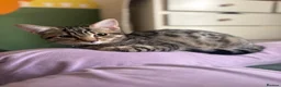 Mixed Breed cats for sale: 7 month old kitten looking for forever home in Bury - Advert 6