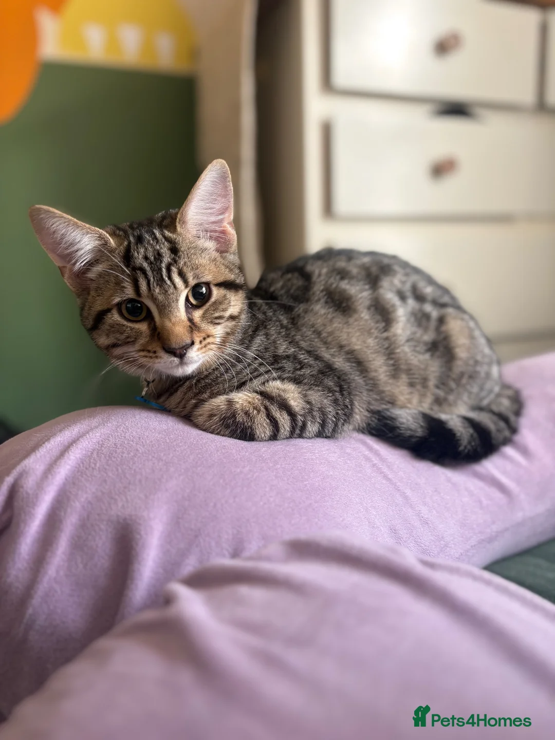 Mixed Breed cats for sale: 7 month old kitten looking for forever home in Bury - Advert 6