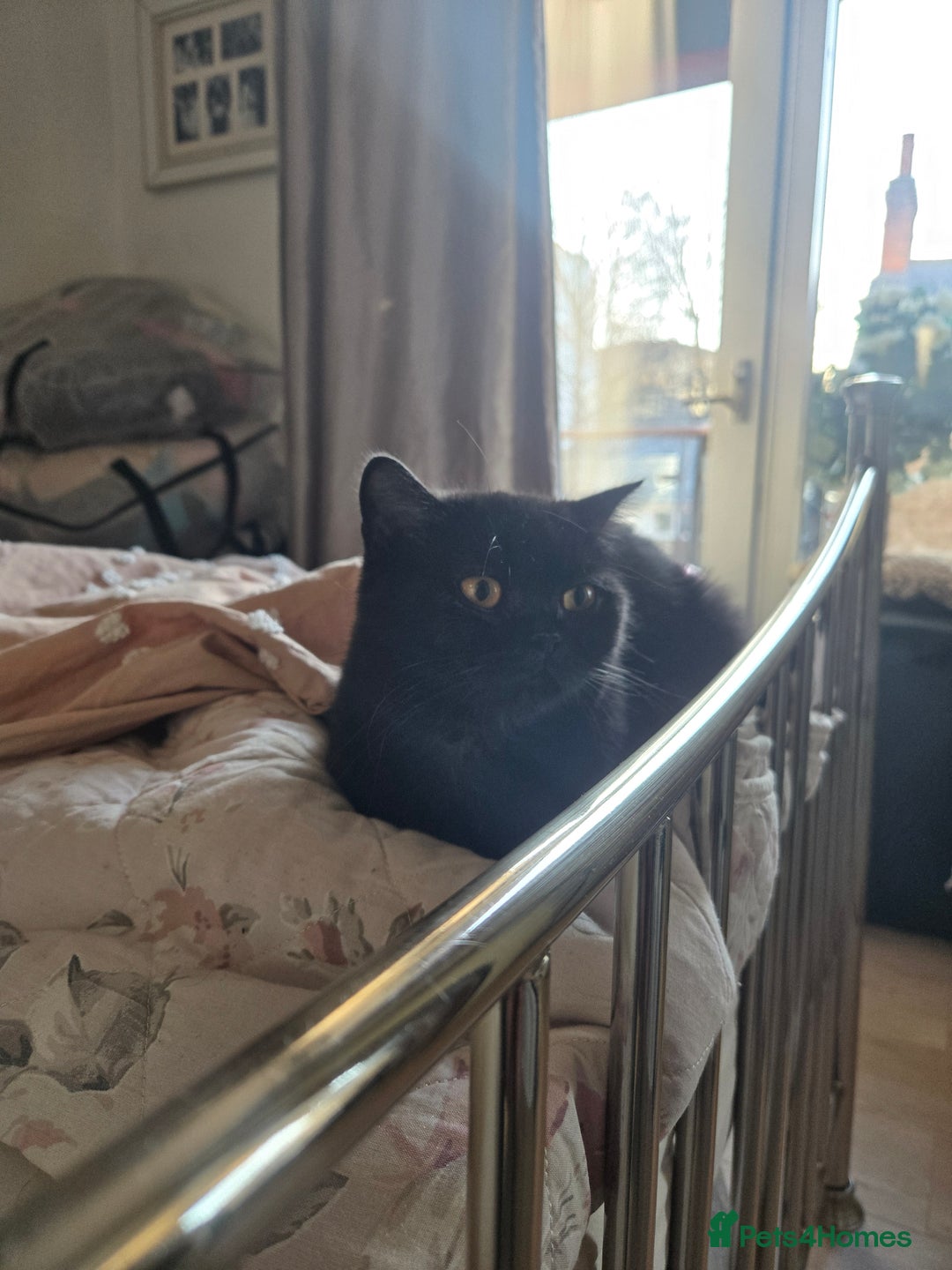 British Shorthair cats for sale: British Shorthair Black female - Advert 19