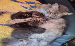 British Shorthair cats for sale: Happy Ragdoll British Short Haired Cross - Image 9