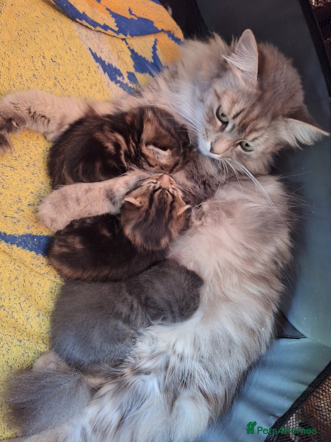 British Shorthair cats for sale: Happy Ragdoll British Short Haired Cross - Image 9