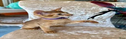 Abyssinian cats for sale: Beautiful abyssinian kittens - Advert 4
