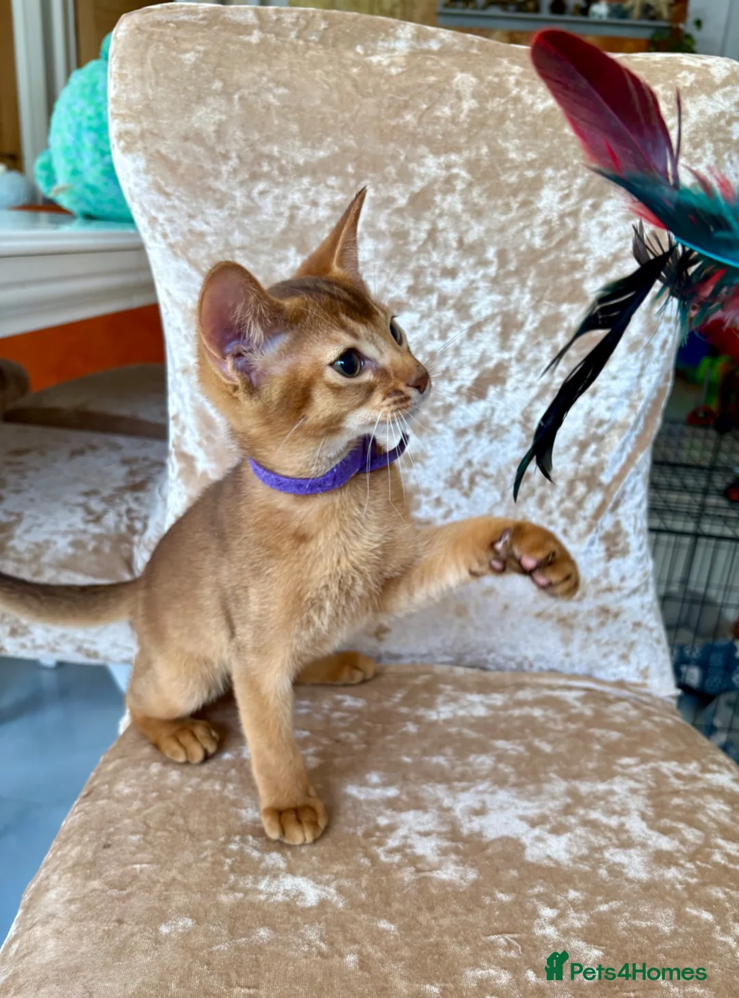 Abyssinian cats for sale: Beautiful abyssinian kittens - Advert 1