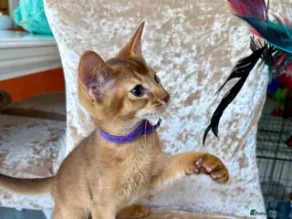 Abyssinian cats Beautiful abyssinian kittens - Advert 3