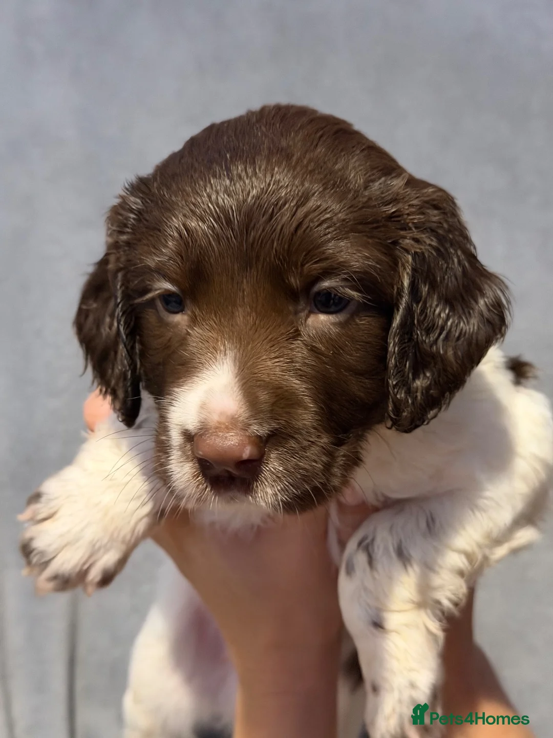 English Springer Spaniel dogs for sale: English springer spaniel litter  - Advert 2