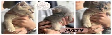 Dusty