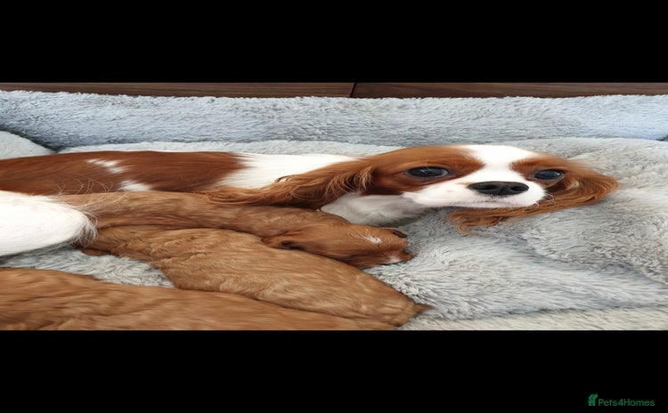 Cavapoo dogs - Advert 1
