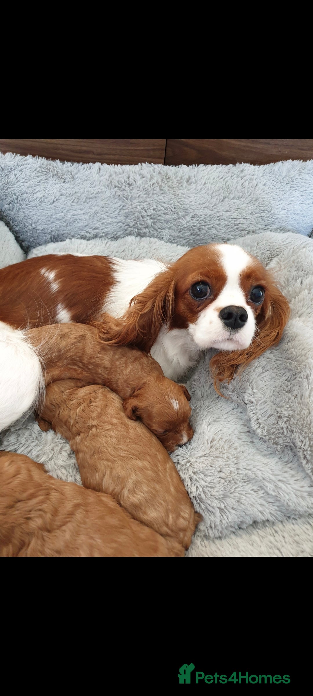 Cavapoo dogs for sale: Cavapoo  - Image 1