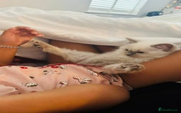 Ragdoll cats for sale: Pure Mink, High White/Van & Blue Point Babies 😻 - Image 4