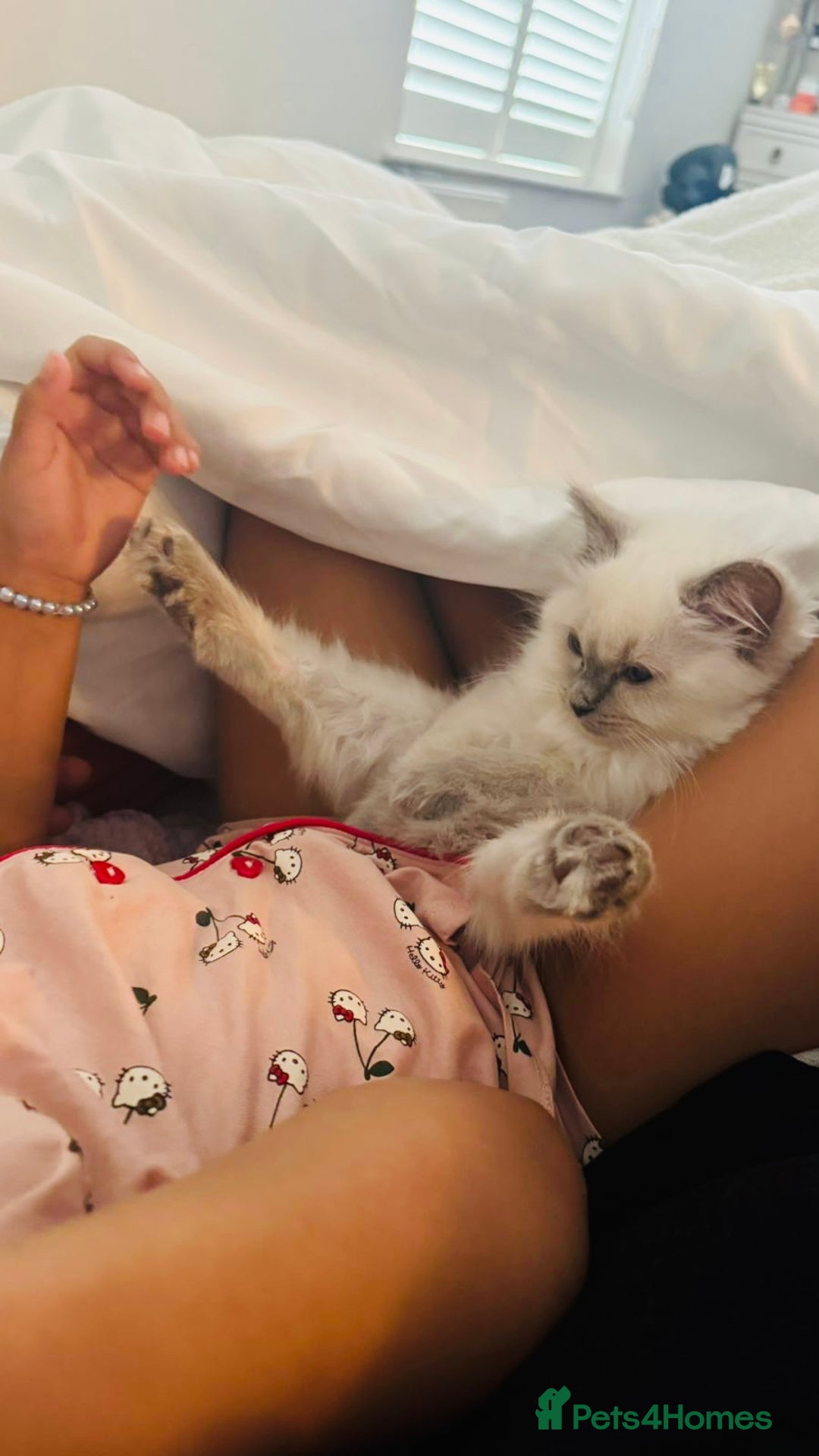 Ragdoll cats for sale: Pure Mink, High White/Van & Blue Point Babies 😻 - Image 4