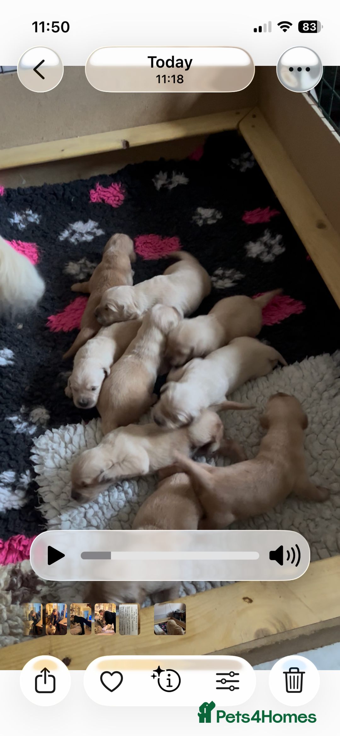 Golden Retriever dogs for sale: Golden Retriever puppies for sale- KC Devontriever - Advert 9