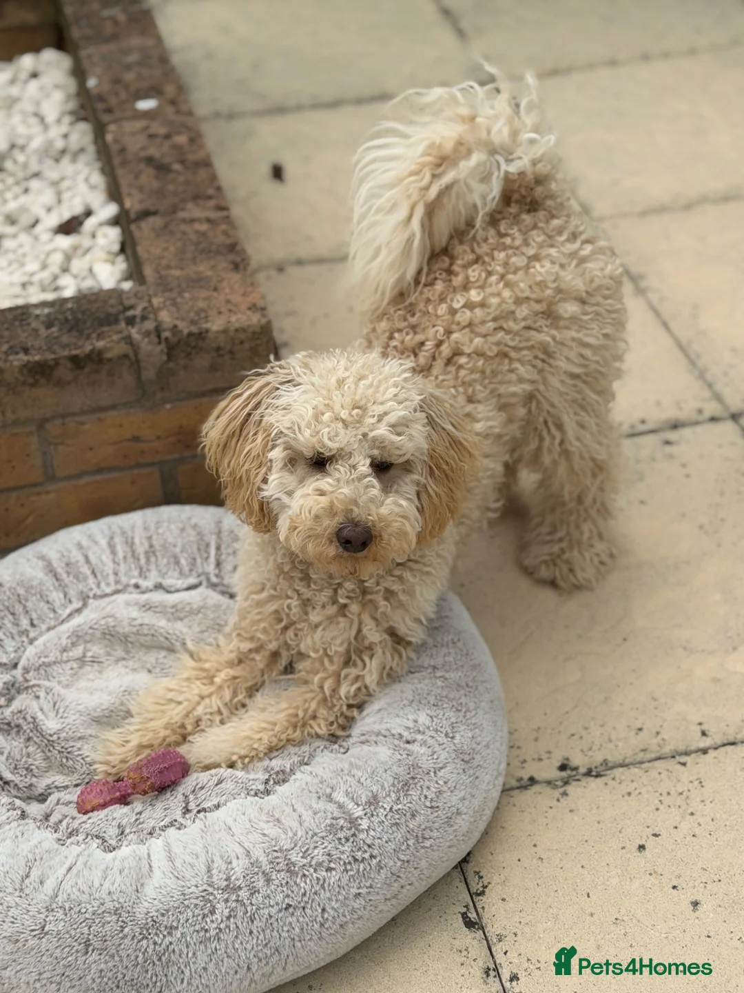 Cavapoo dogs for sale: female Cavapoo in Northampton - Advert 2