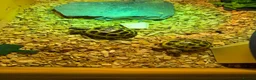 Tortoise reptiles for sale: 2 horseflied tortoises  - Advert 1