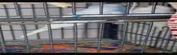 Budgerigars birds for sale: Budgies  READ DESCRIPTION!!! - Advert 8