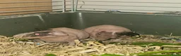 Guinea Pig rodents for sale: 4 male skinny pig boars - Advert 11