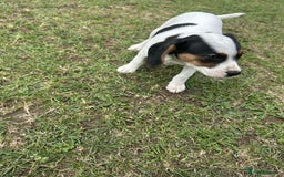 Mixed Breed dogs for sale: 1 make jackrussel cross cavalier  - Image 4