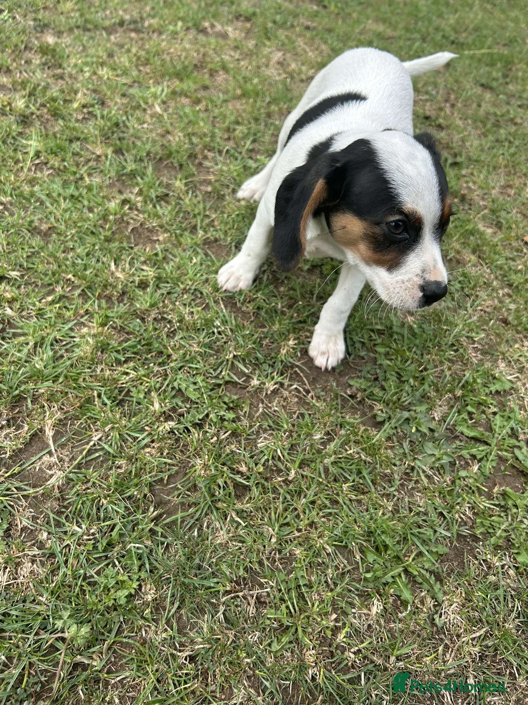 Mixed Breed dogs for sale: 1 make jackrussel cross cavalier  - Image 4