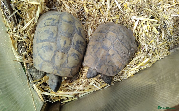 Tortoise reptiles for sale - Advert 2