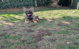 German Shepherd dogs for sale: German Shepherd puppies  in Scunthorpe - Image 12