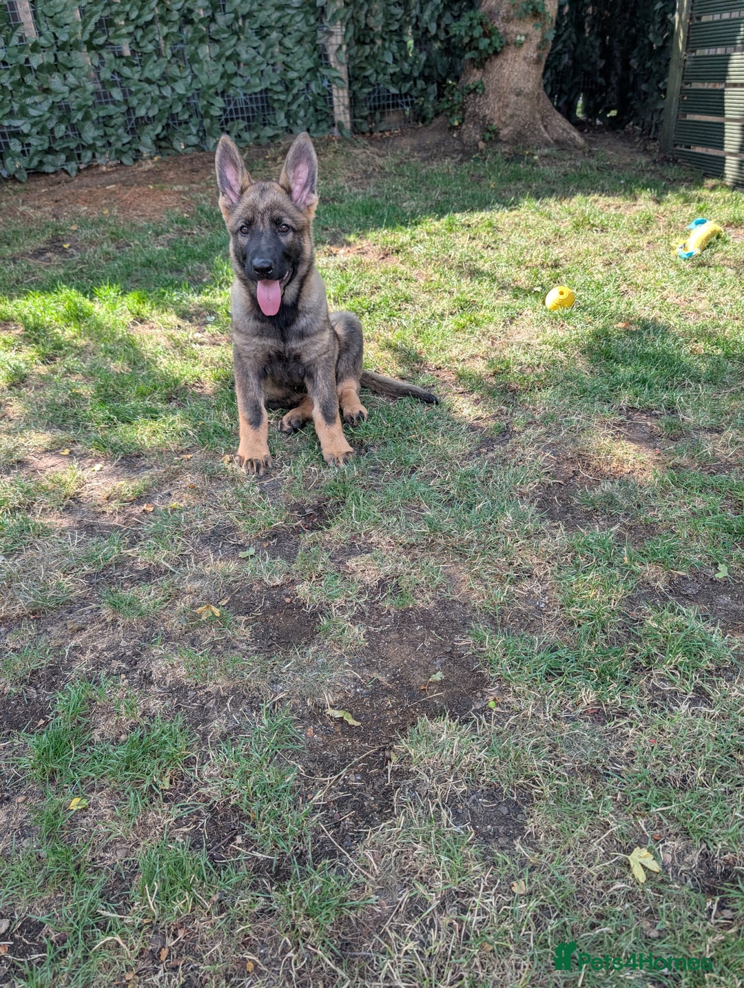 German Shepherd dogs for sale: German Shepherd puppies  in Scunthorpe - Image 12