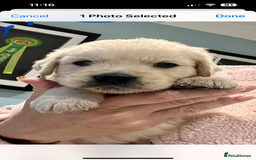 Golden Retriever dogs for sale: Stunning quality golden retriever puppies - Advert 7