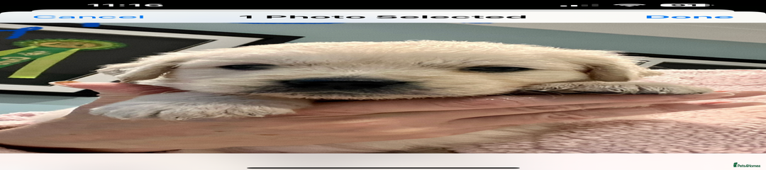 Golden Retriever Puppy 1 Mr Orange 