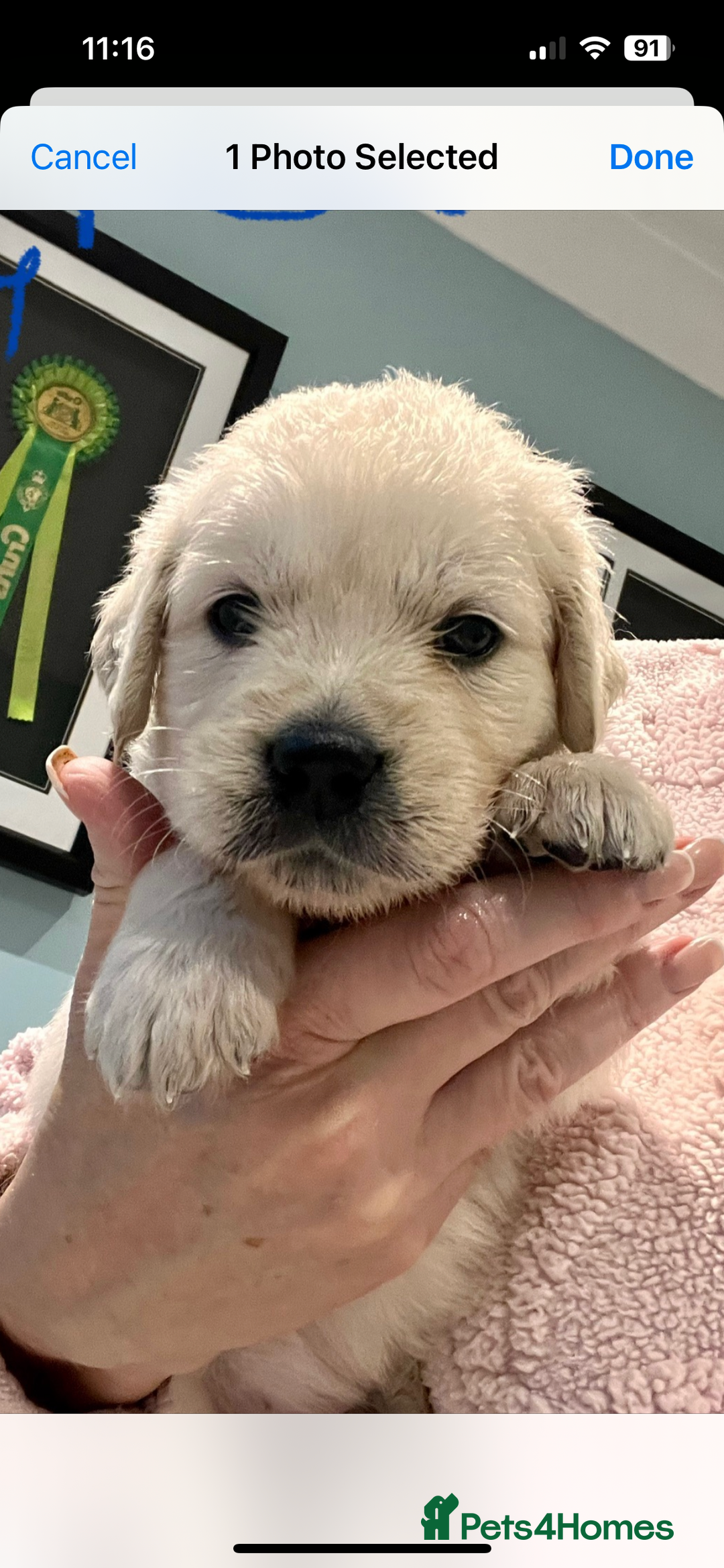 Golden Retriever dogs for sale: Stunning quality golden retriever puppies - Advert 7