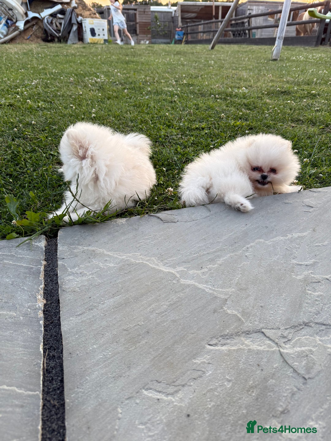 Pomeranian dogs for sale: Minature Pomeranians - Advert 8