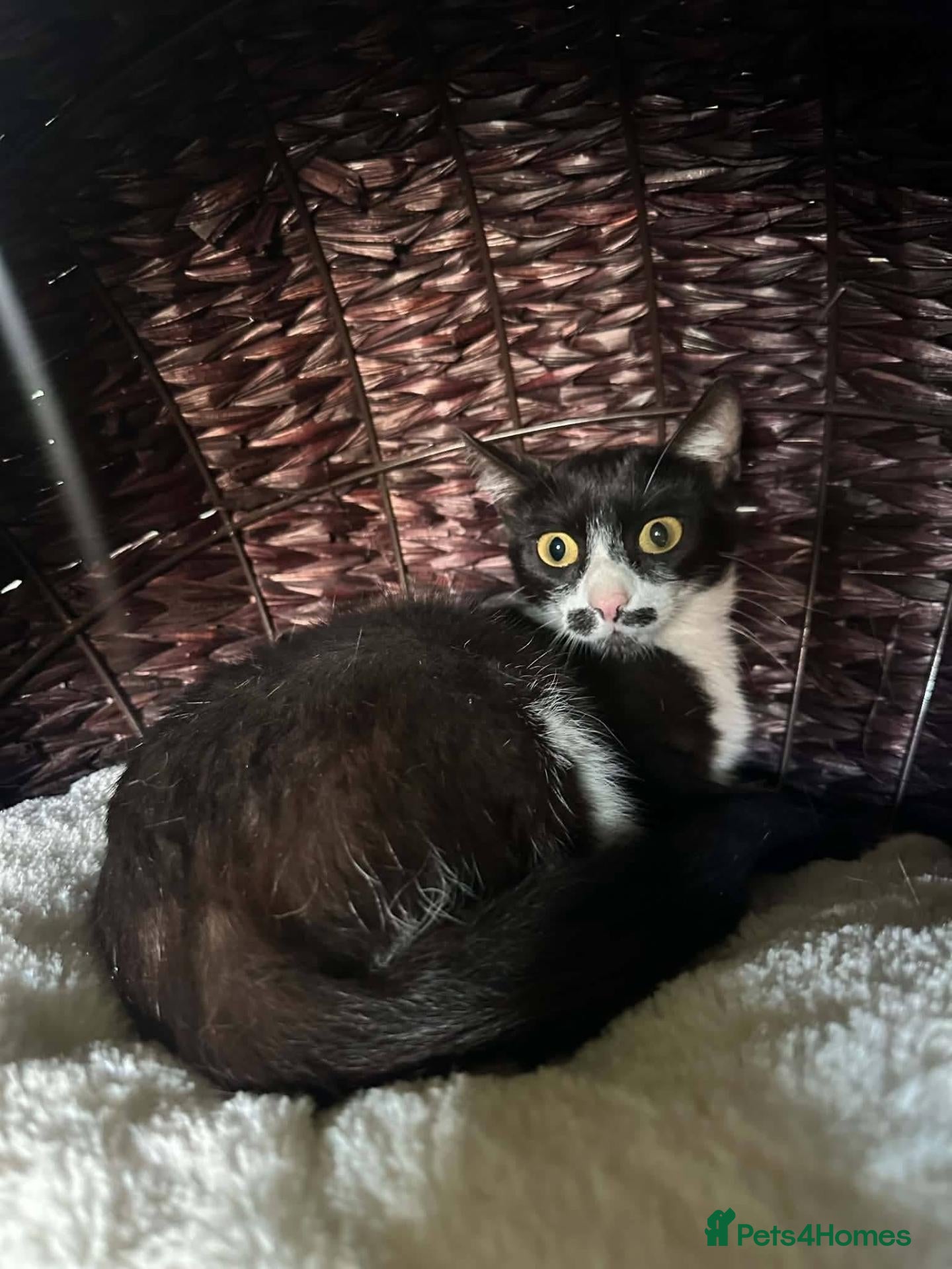 Mixed Breed cats Mako for adoption - Advert 2