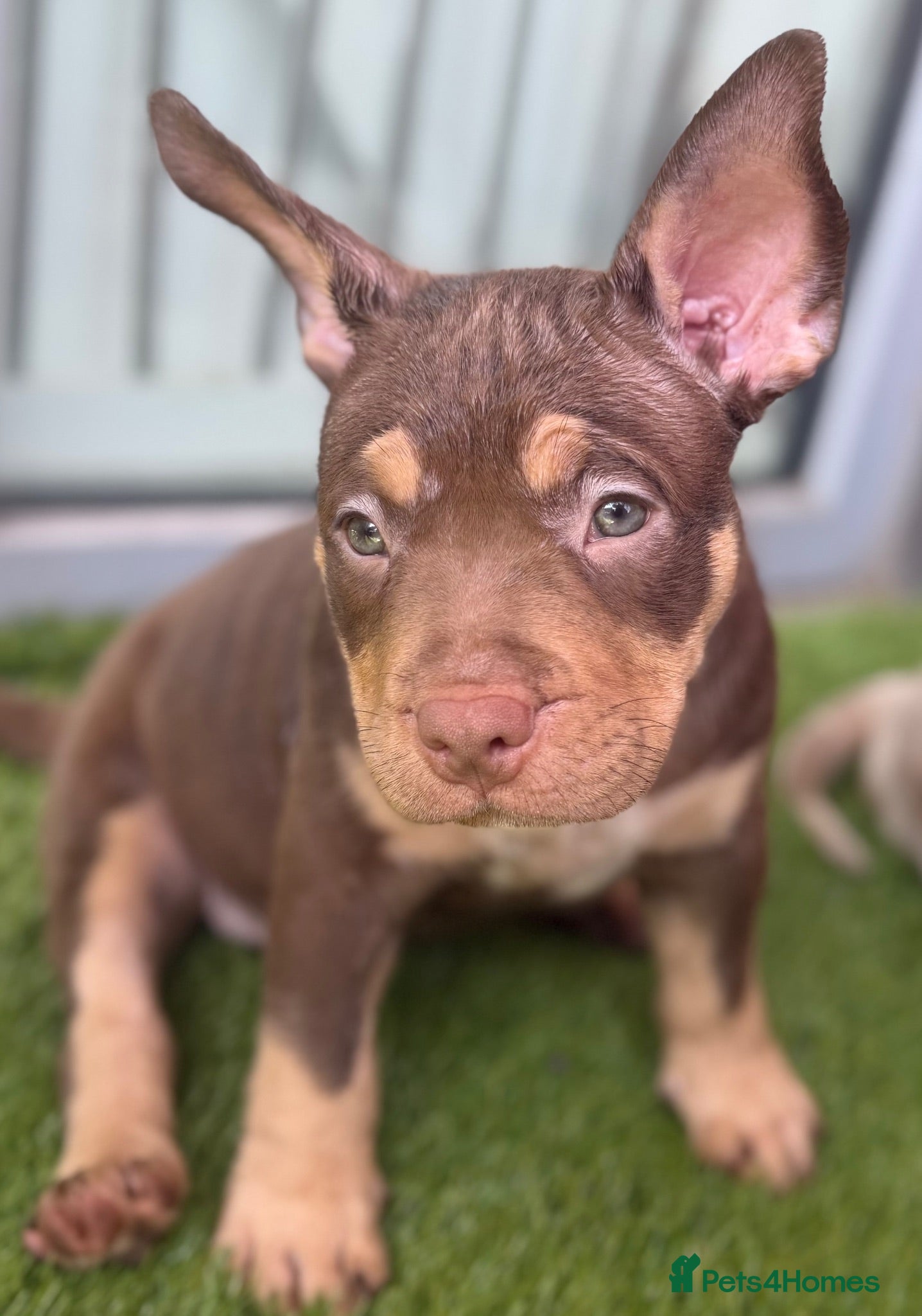 American Bully dogs ✨ Stunning ABKC Pocket Bully Puppies ✨ - Advert 7