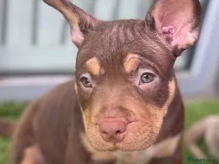 American Bully dogs ✨ Stunning ABKC Pocket Bully Puppies ✨ - Advert 7