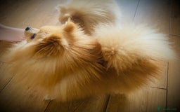 Pomeranian dogs for stud: Stunning Pomeranian stud  - Image 5