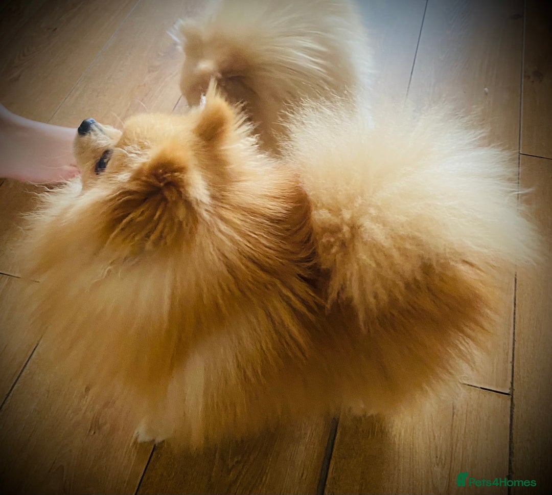 Pomeranian dogs for stud: Stunning Pomeranian stud  - Image 5