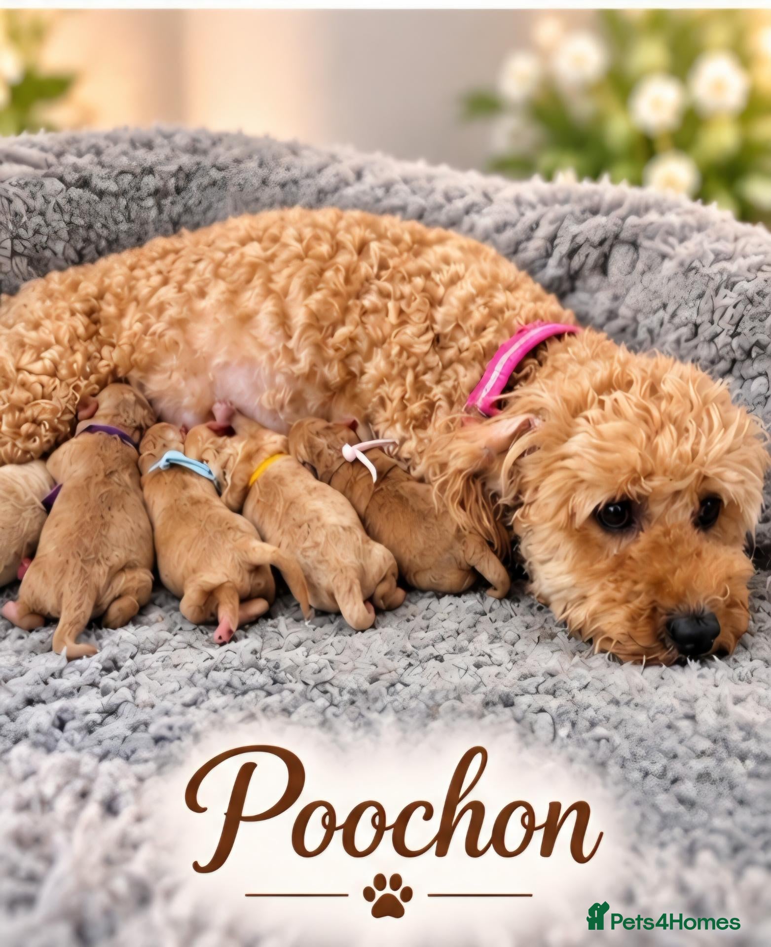 Mixed Breed dogs for sale: ❤️🐾  RED/APRICOT POOCHON–register your interest  - Advert 17