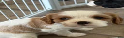 Cavalier King Charles Spaniel dogs for sale: DNA Tested Cavalier King Charles Spaniels Puppies - Advert 13