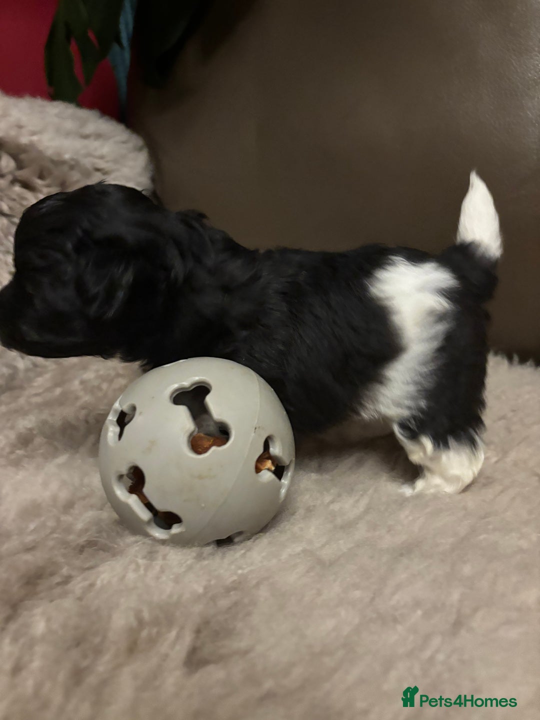 Mixed Breed dogs for sale: Adorable Bolonoodle Puppies - Advert 16
