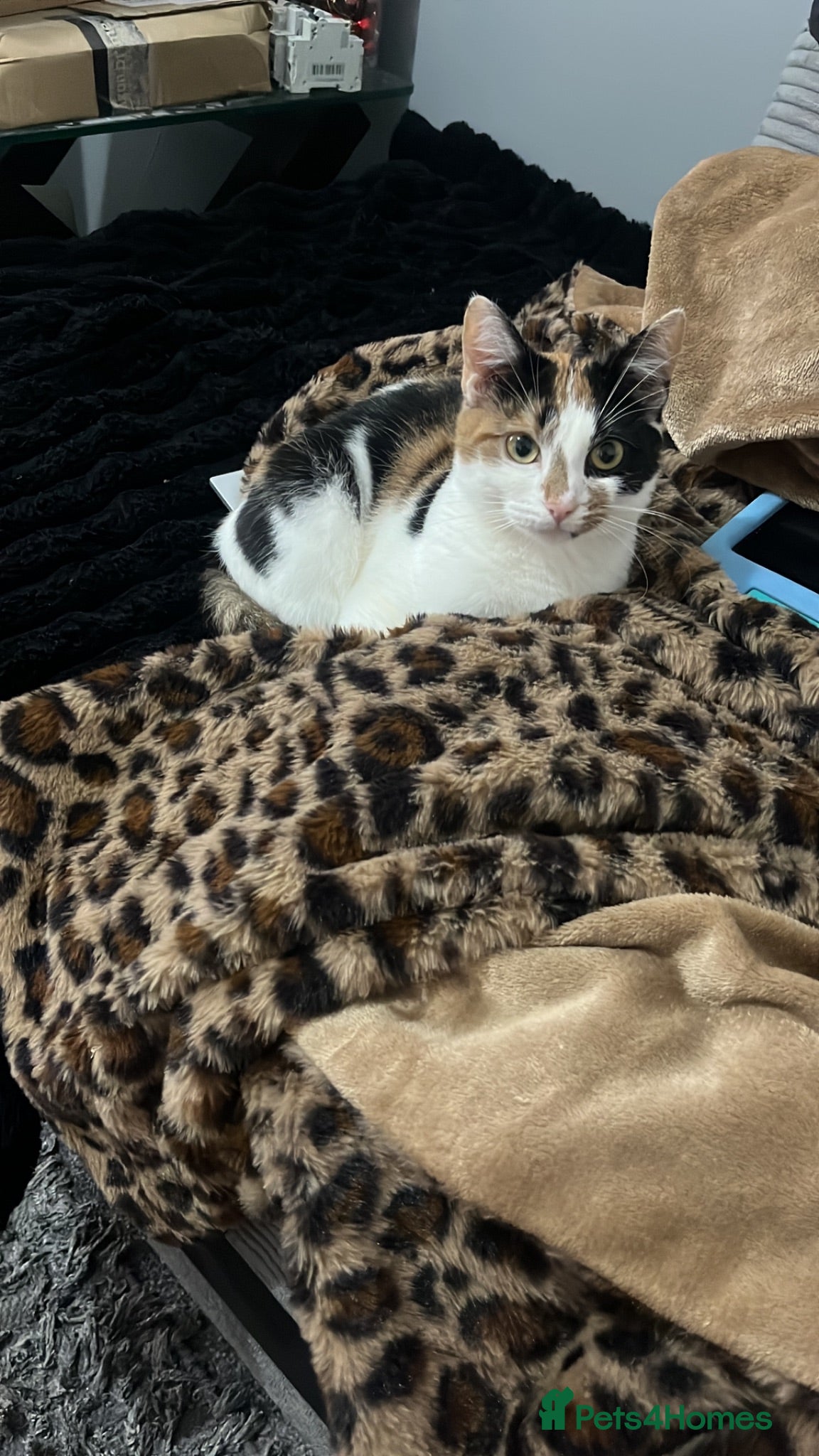Mixed Breed cats Beautiful Kittens for sale- ready for loving homes - Advert 1