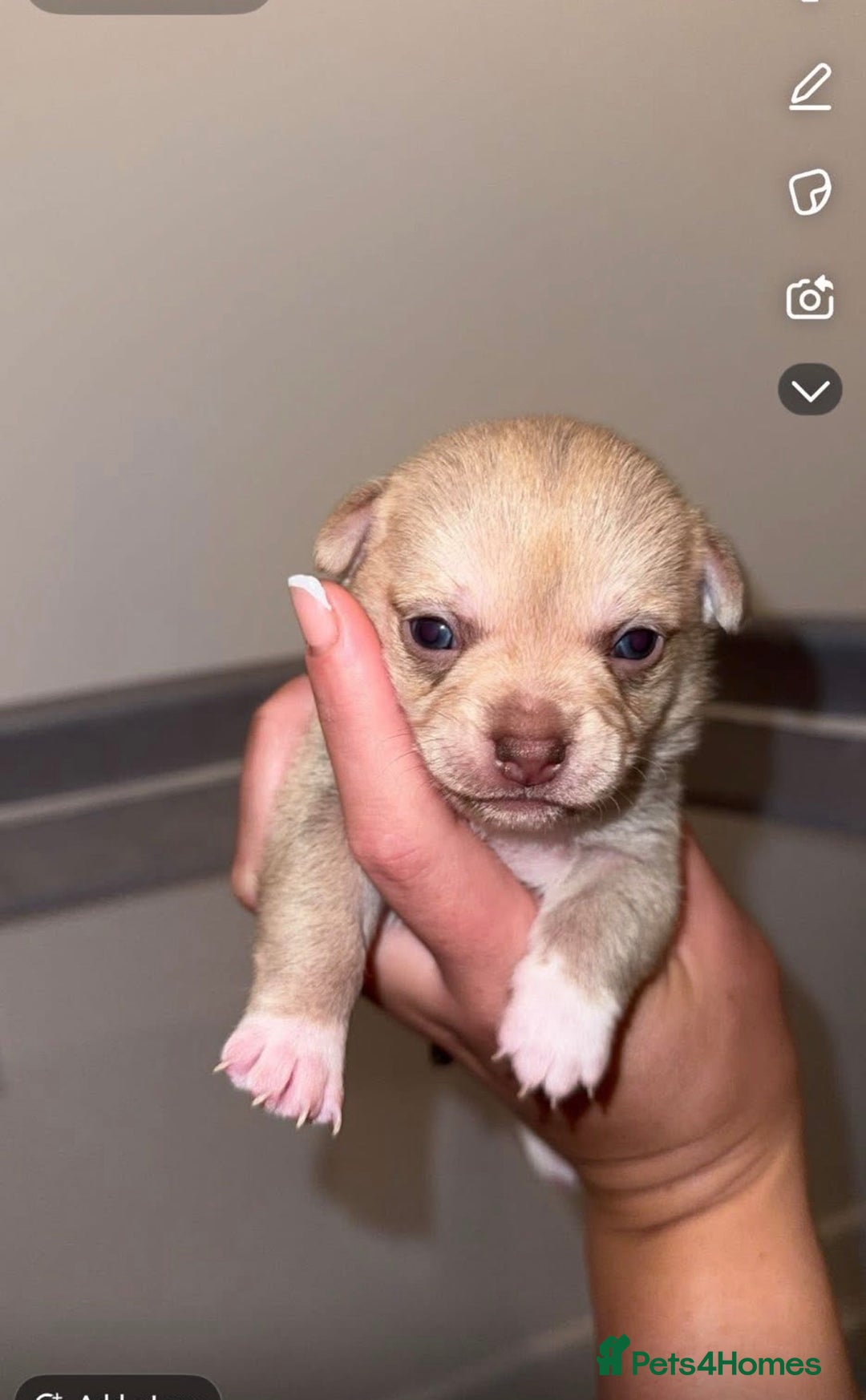 Chihuahua dogs for sale: Beautiful chihuahuas puppies for sale  - Advert 3