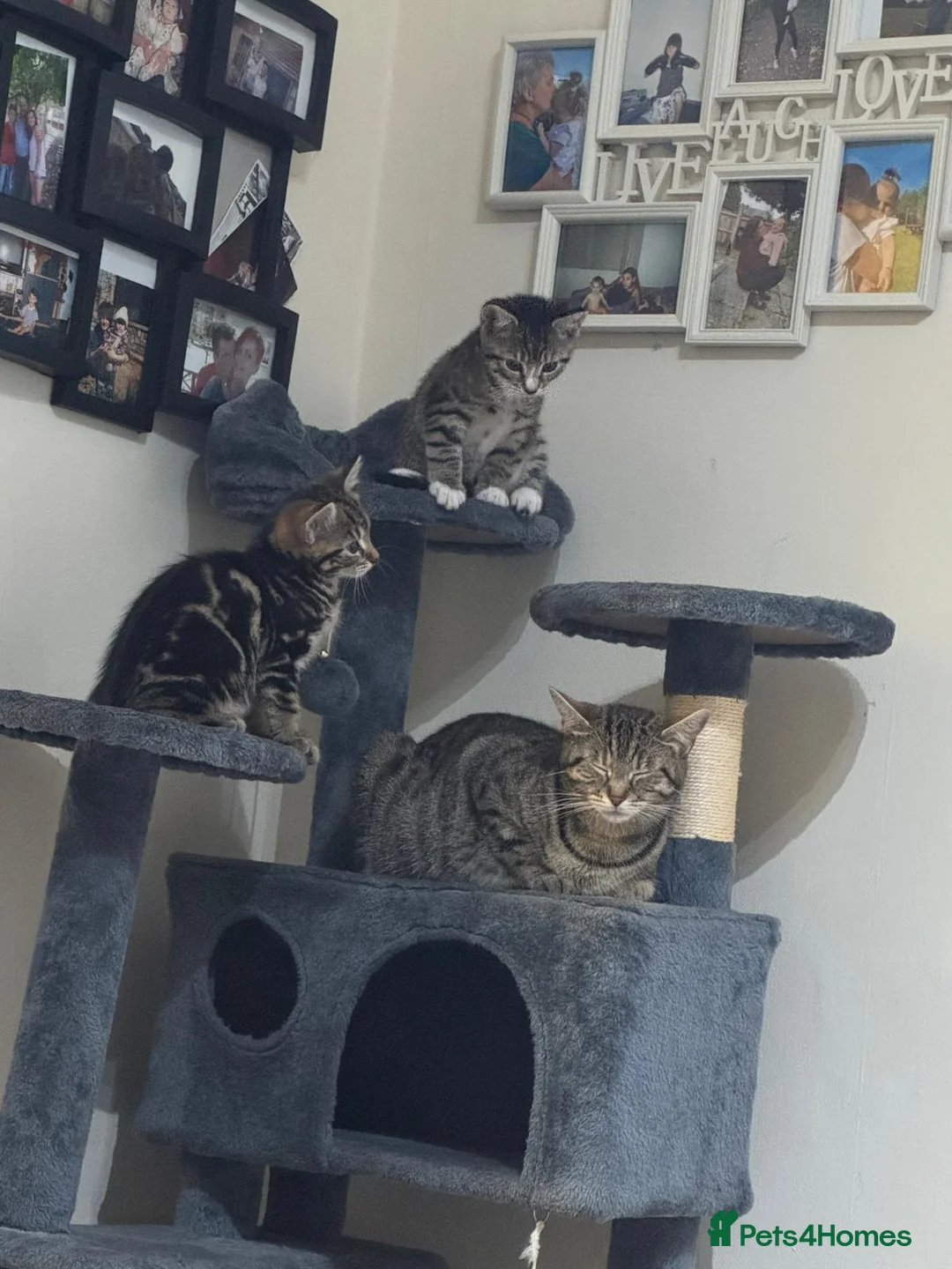 Mixed Breed cats for sale: 1 year old female cat in Sheffield - Advert 2