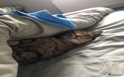 Domestic Shorthair cats for sale: Sweet boy free to a good home - Image 9