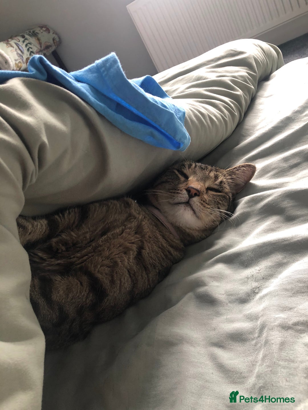 Domestic Shorthair cats for sale: Sweet boy free to a good home - Image 9