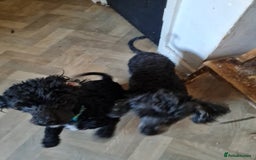 Cavapoo dogs for sale: Male 12 month old cavapoo - Advert 5