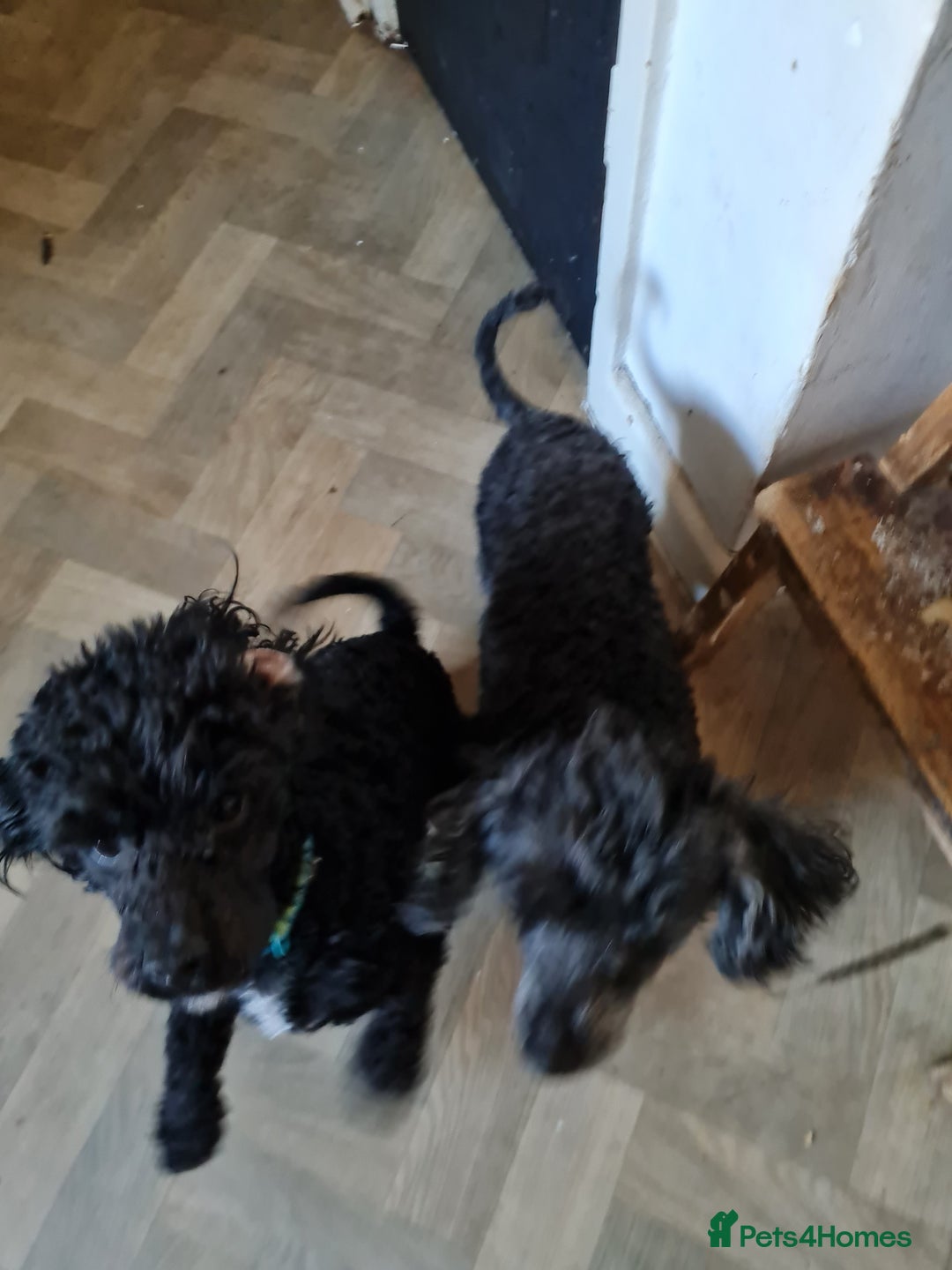 Cavapoo dogs for sale: Male 12 month old cavapoo - Advert 5