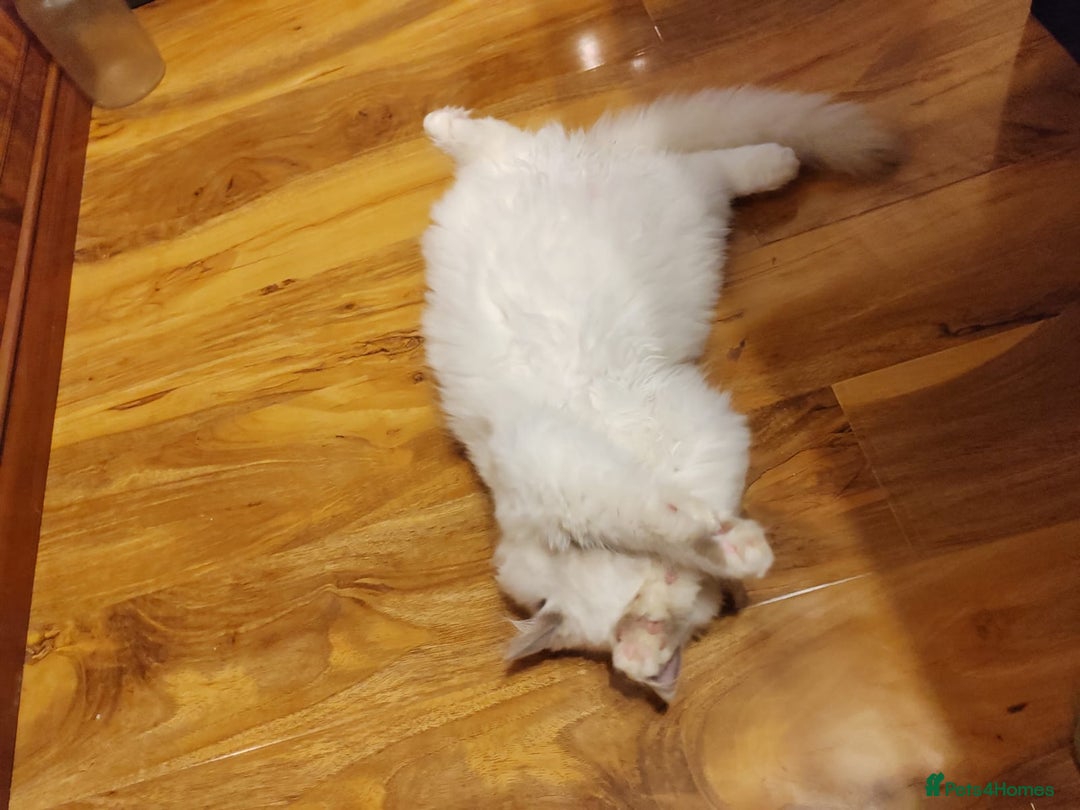 Ragdoll cats for sale: GCCF Registered Kittens*Ready to go*ONE BOY LEF* - Advert 9