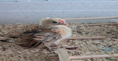 Chickens poultry - Advert 1