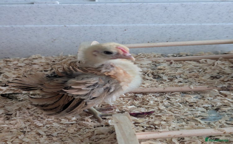 Chickens poultry - Advert 1