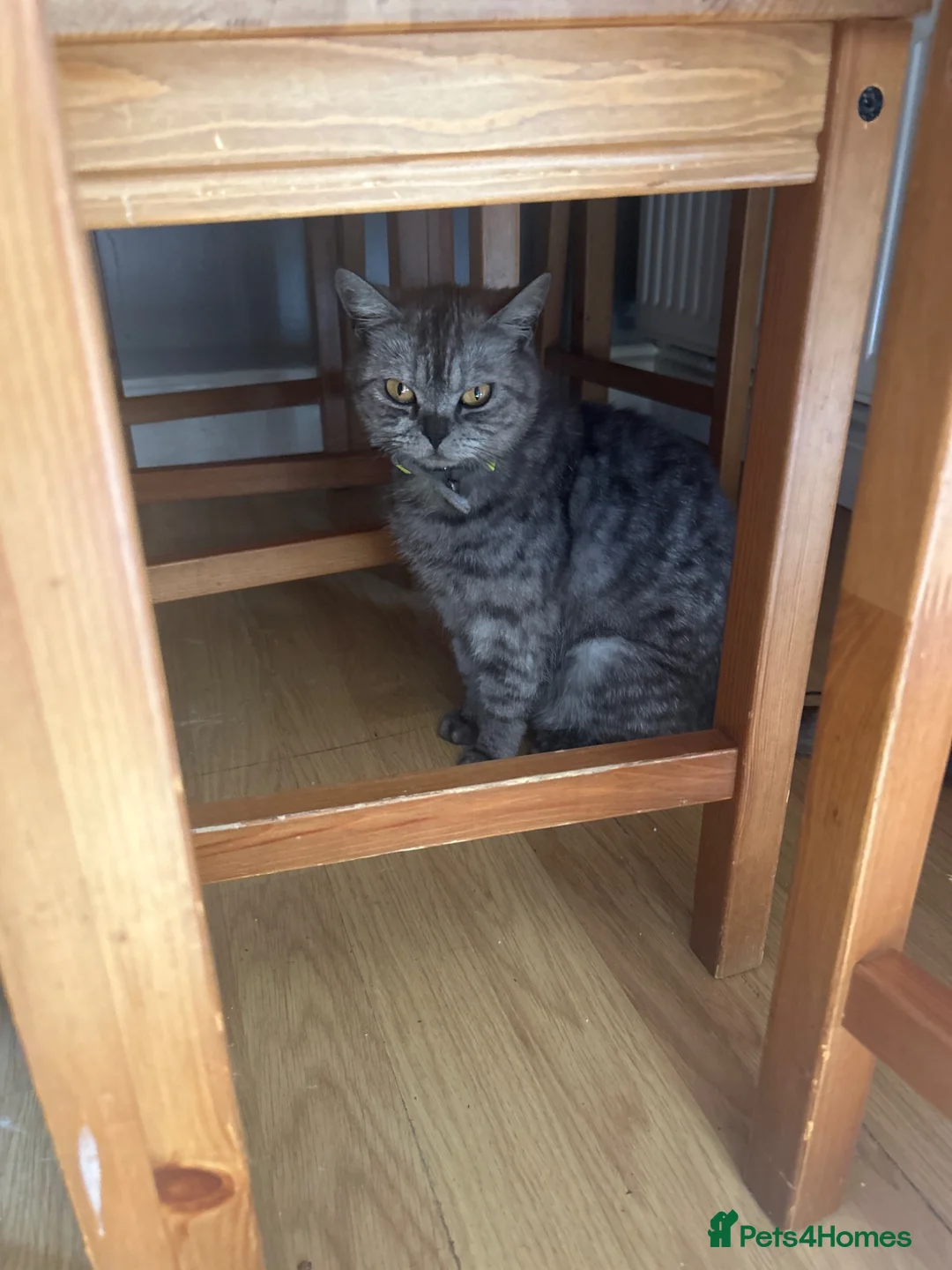 Mixed Breed cats for sale: 5 BEAUTIFUL KITTENS  in Derby - Advert 19